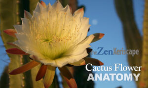 The anatomy of a cactus flower