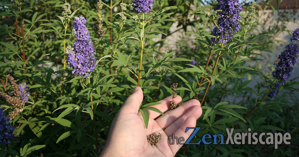 seeds from the chaste tree