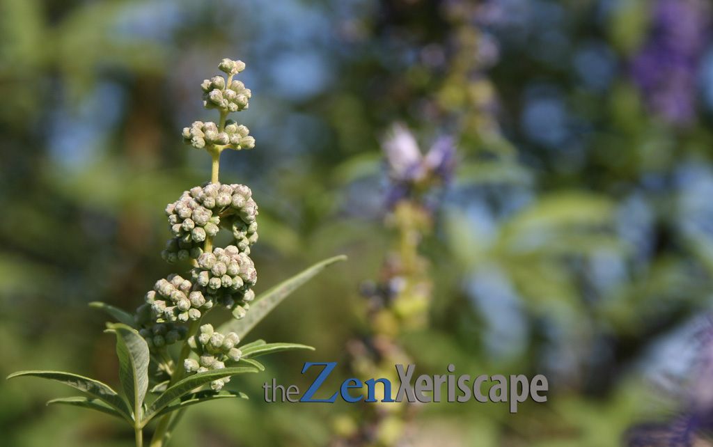 new green seeds from the chaste tree