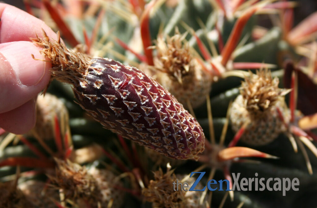 fishhook barrel cactus ripe fruit