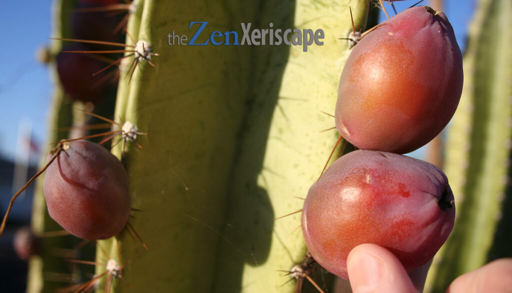 First come the flowers, then the fruit