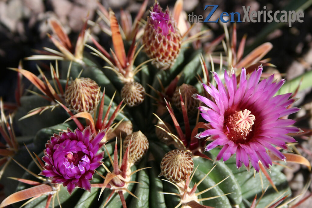 barrel cactus flowers