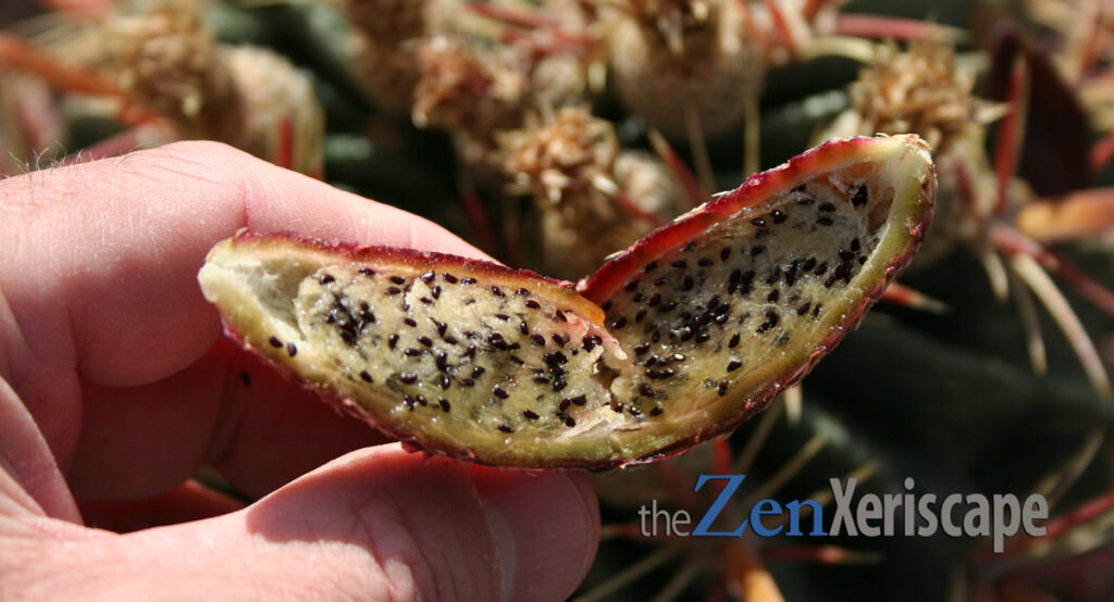 the pulp from the barrel cactus fruit