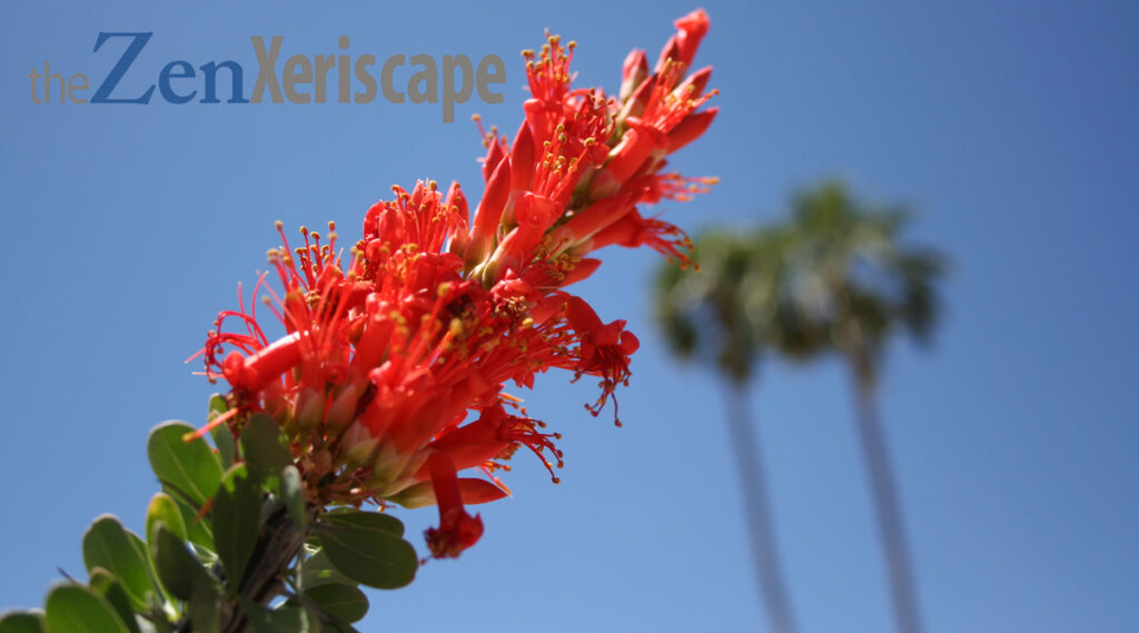 red ocotillo flowers ocotillo flowers
