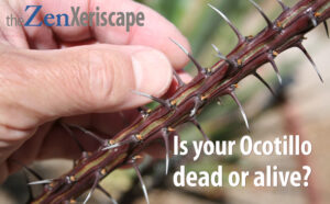 How to tell if your ocotillo is dead or alive.