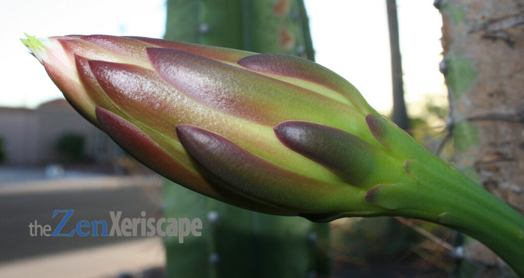 Cactus flower petals and sepals