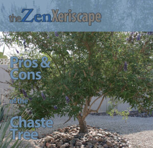 pros and cons of the chaste tree