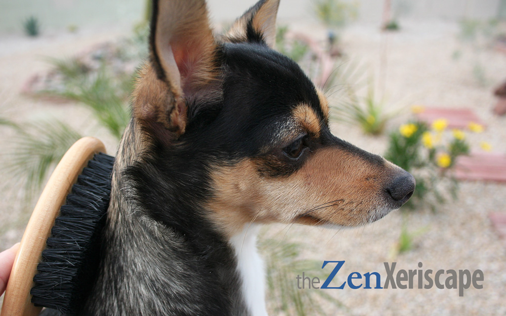 zen-puppy1