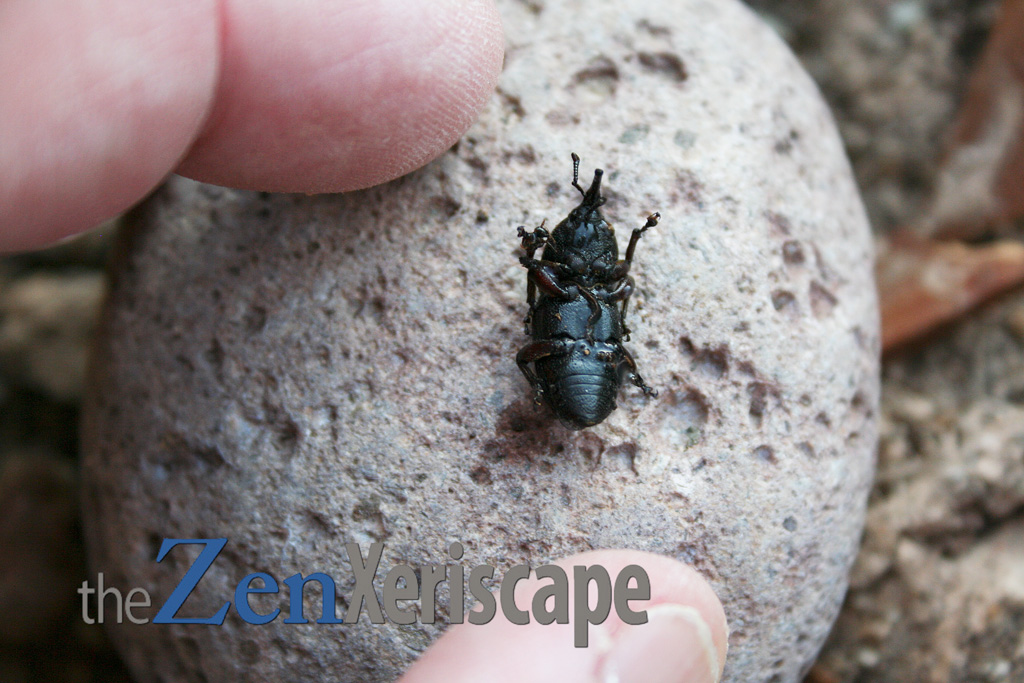 Agave snout weevil destroyed my Weber's agave