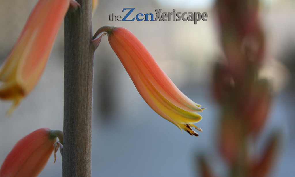 aloe vera flowers and flower stalk