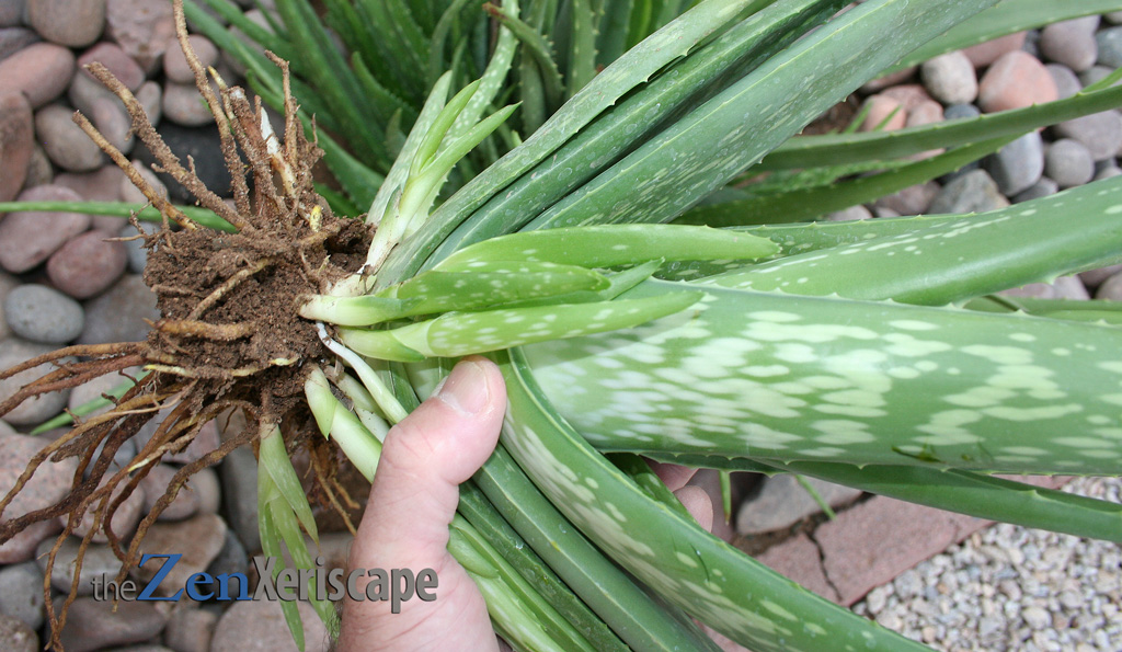 aloe vera roots and small pups around main plant