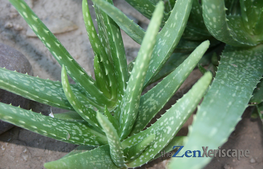 aloe vera pups have uniquely beautiful leaves
