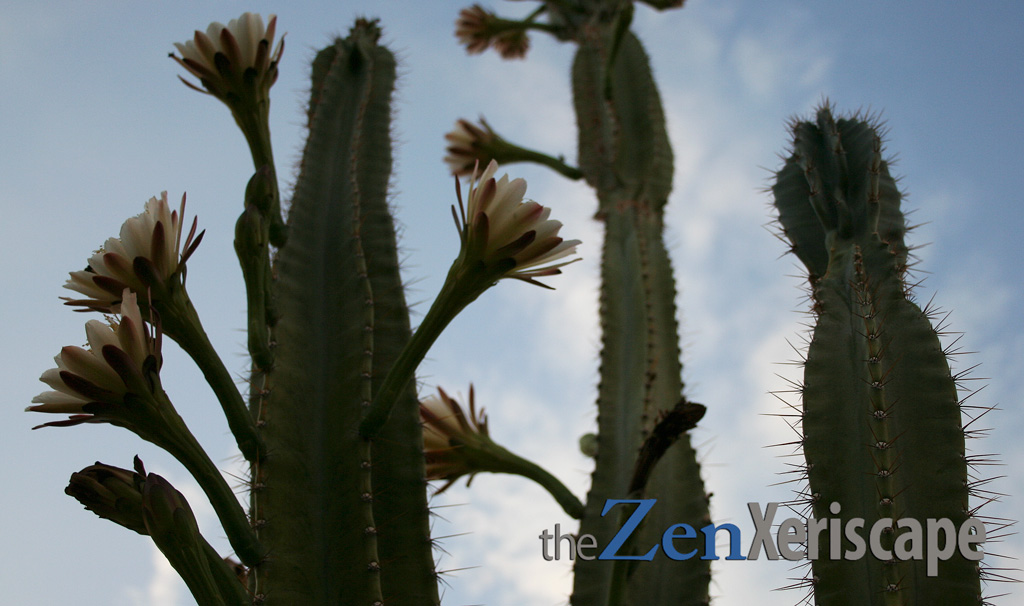 Peruvian apple cactus gets tall with flowers