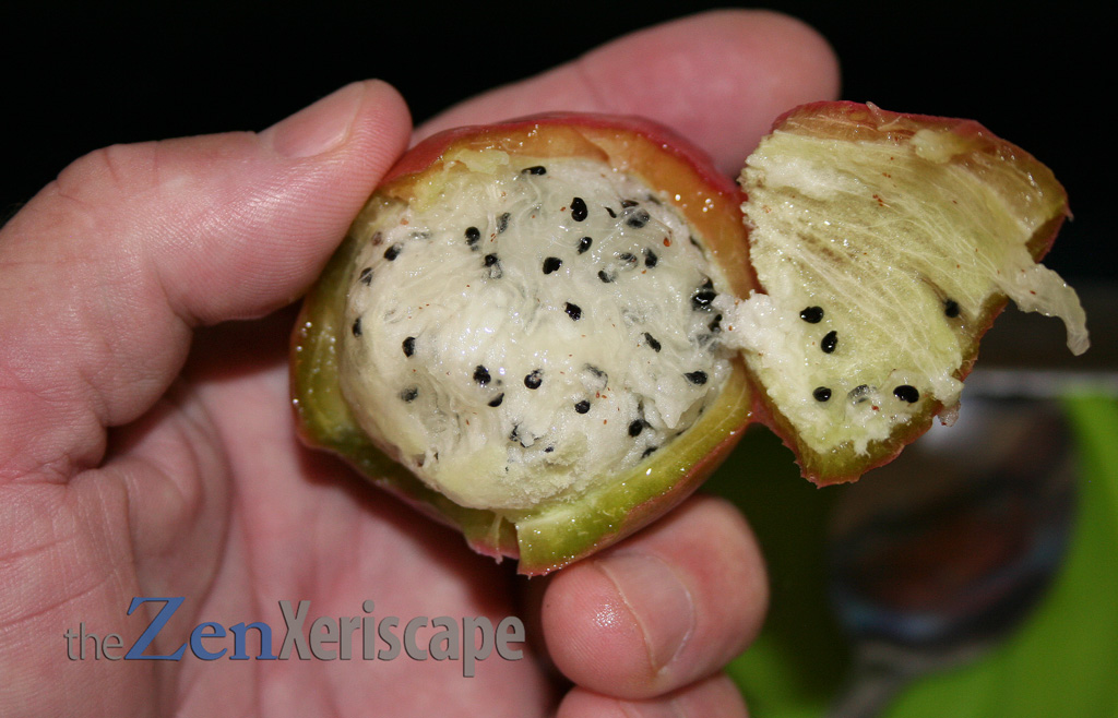 Peruvian apple cactus fruit, the rind and the delicious pulp