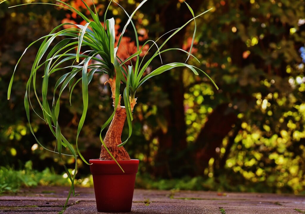 ponytail plant, beaucarnea guatemalensis, mexico, plant pot, green plant, potted plant, ponytail plant, ponytail plant, ponytail plant, ponytail plant, ponytail plant, mexico, potted plant