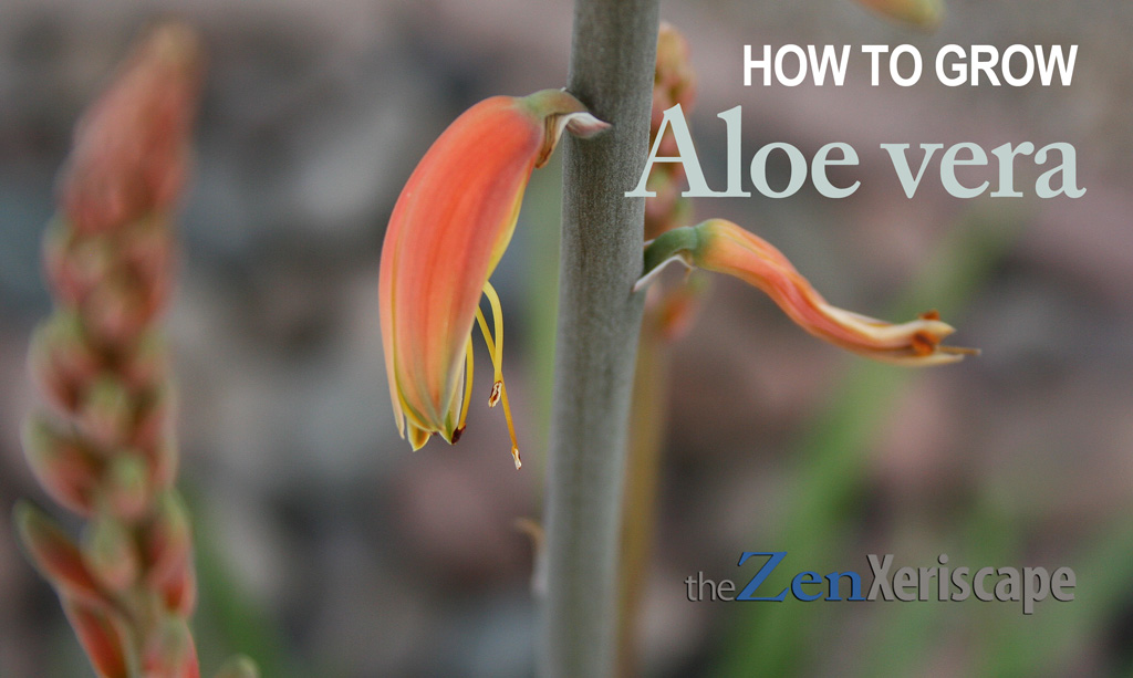 How to grow aloe vera