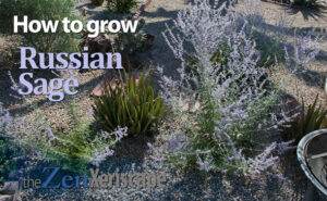 how to grow Russian sage
