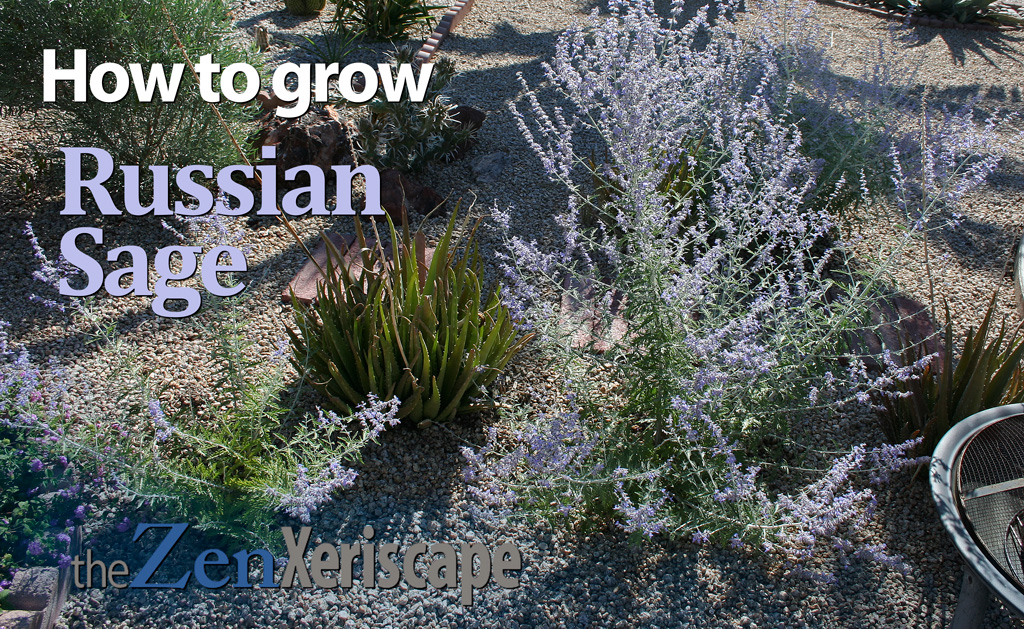 How to grow Russian sage