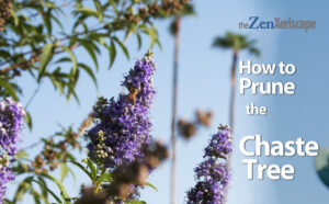 How to prune the chaste tree
