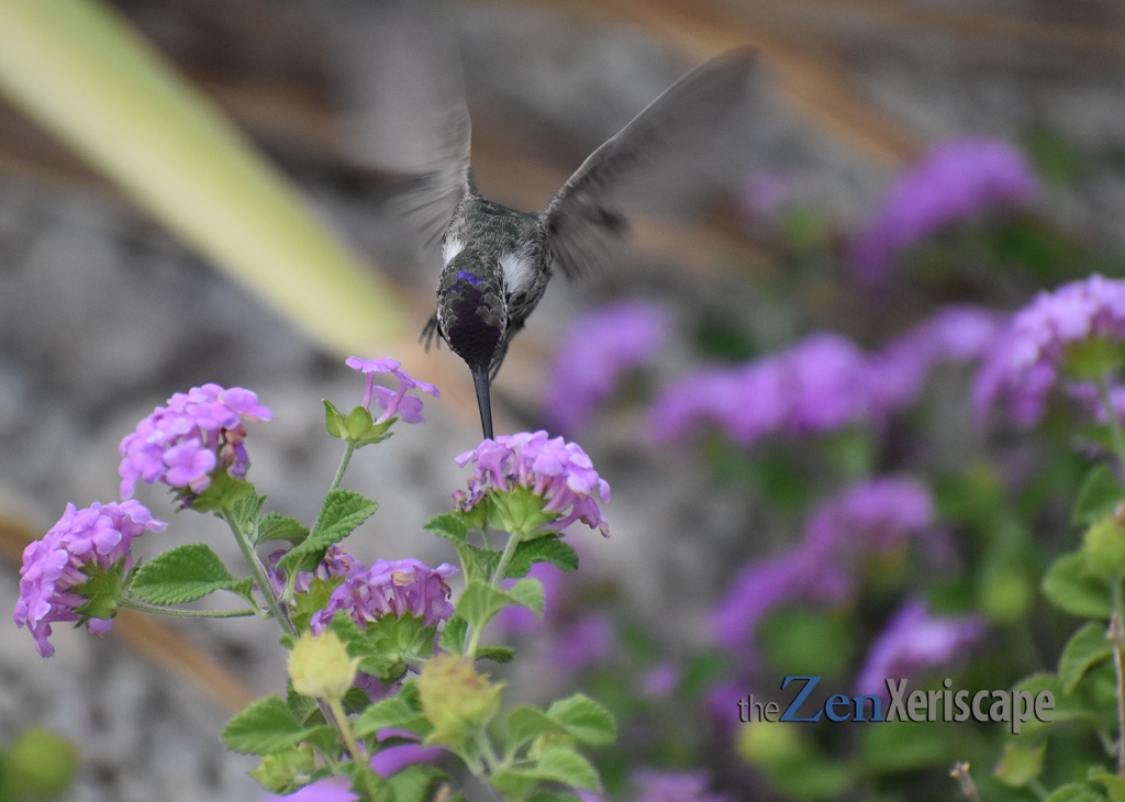 hummingbird and trailing lantana flower