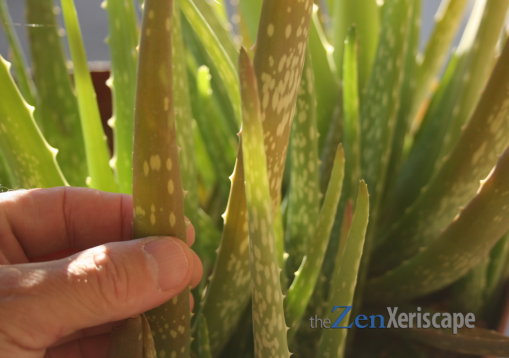 aloe vera has interesting vegetation