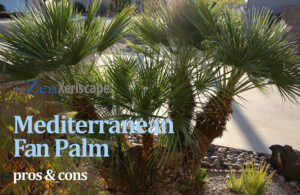 Mediterranean fan palm pros and cons