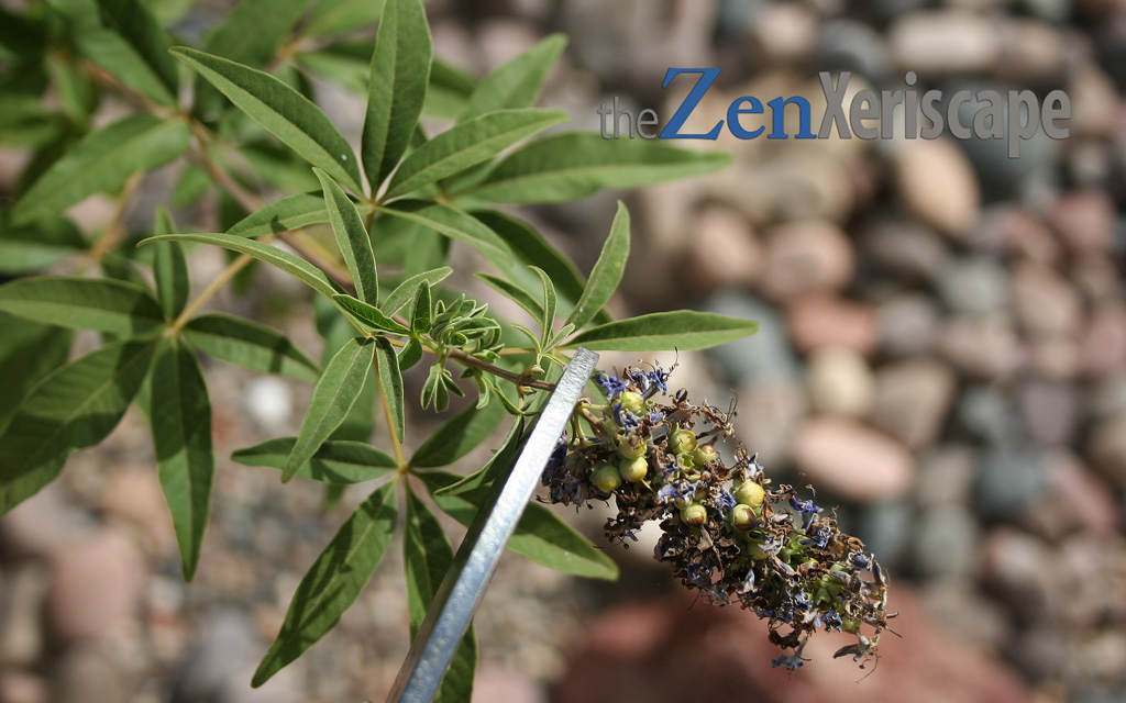 Cut cluster of seeds of just above new leaves the leaves