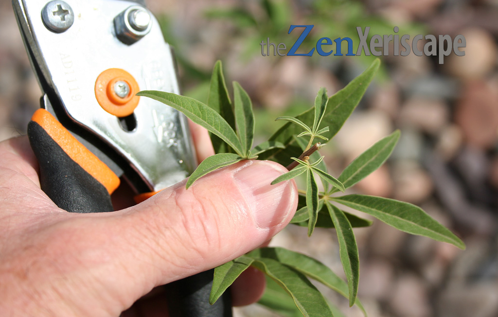 Chaste tree will now focus on growing new leaves