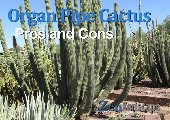 organ pipe cactus pros and cons