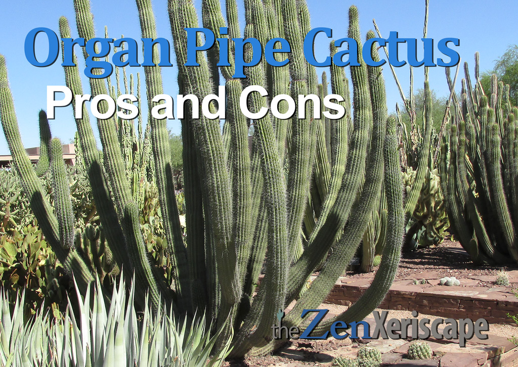 organ pipe cactus pros and cons