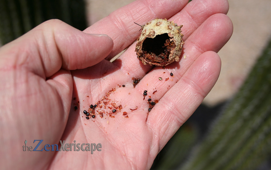 tiny black seeds from organ pipe cactus
