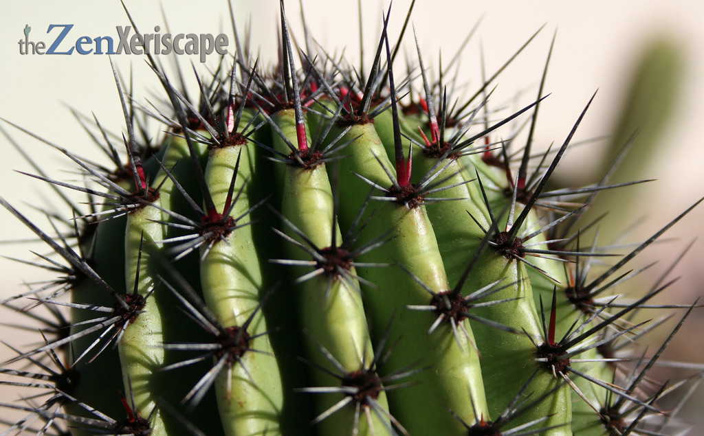 spines are sharp