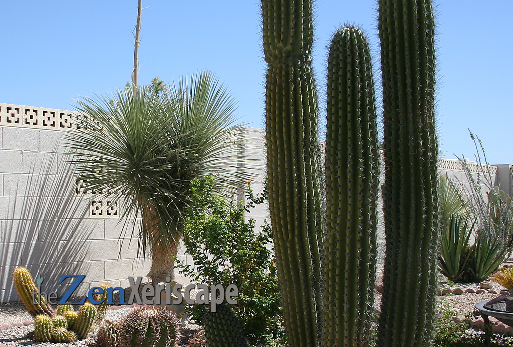 organ pipe cactus with soaptree yucca