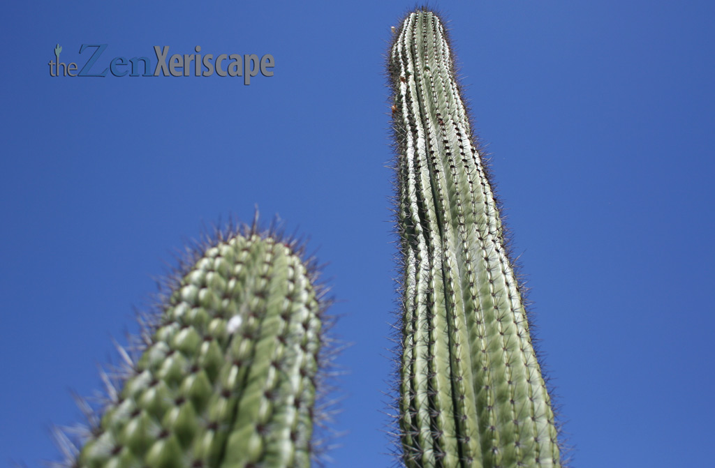 organ pipe cactus has tall columns