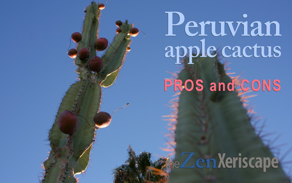 Peruvian apple cactus pros and cons