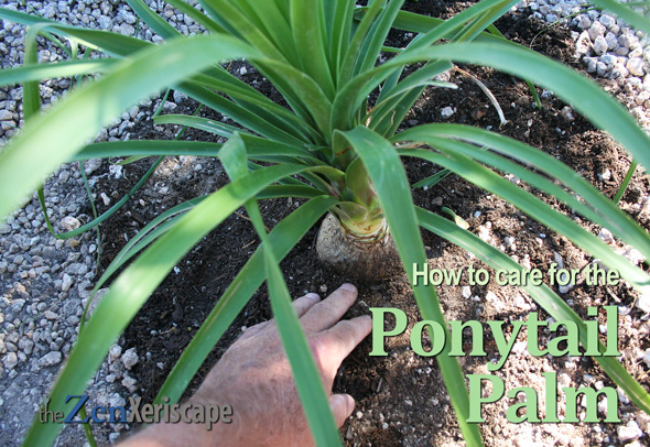 how to care for your ponytail palm