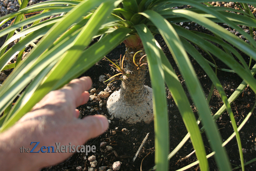 the caudex stores water in plant