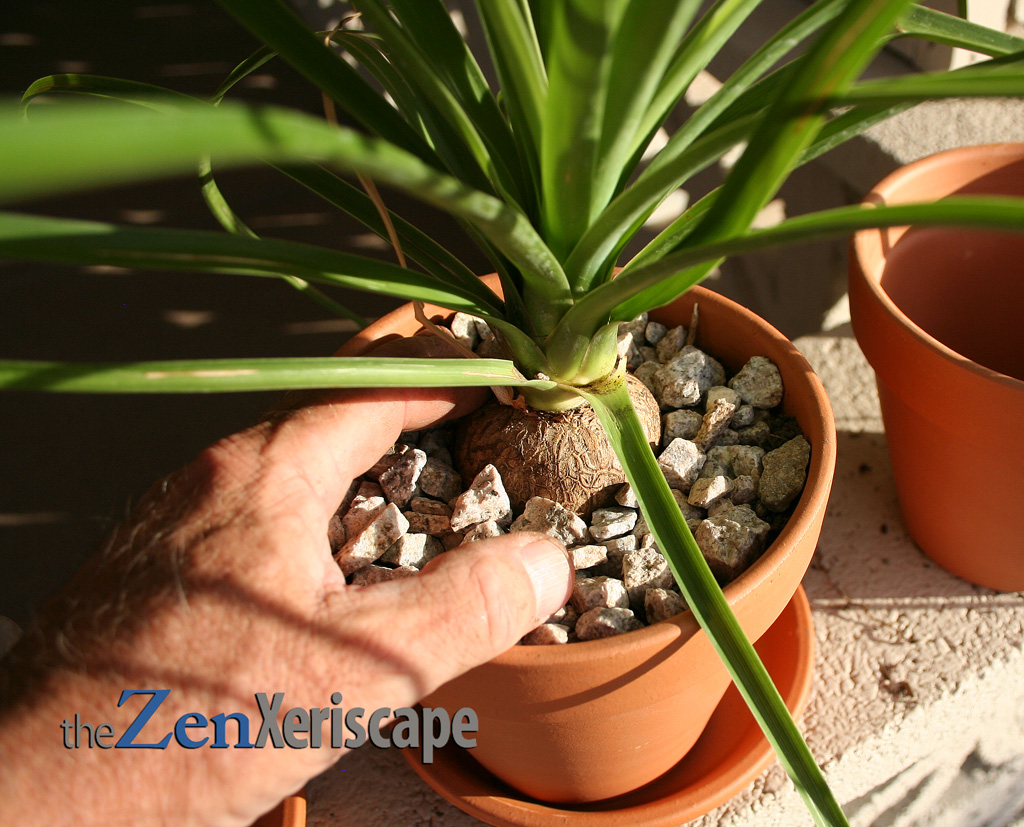 ponytail palm in container