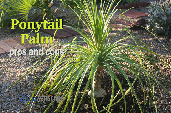 ponytail palm pros and cons