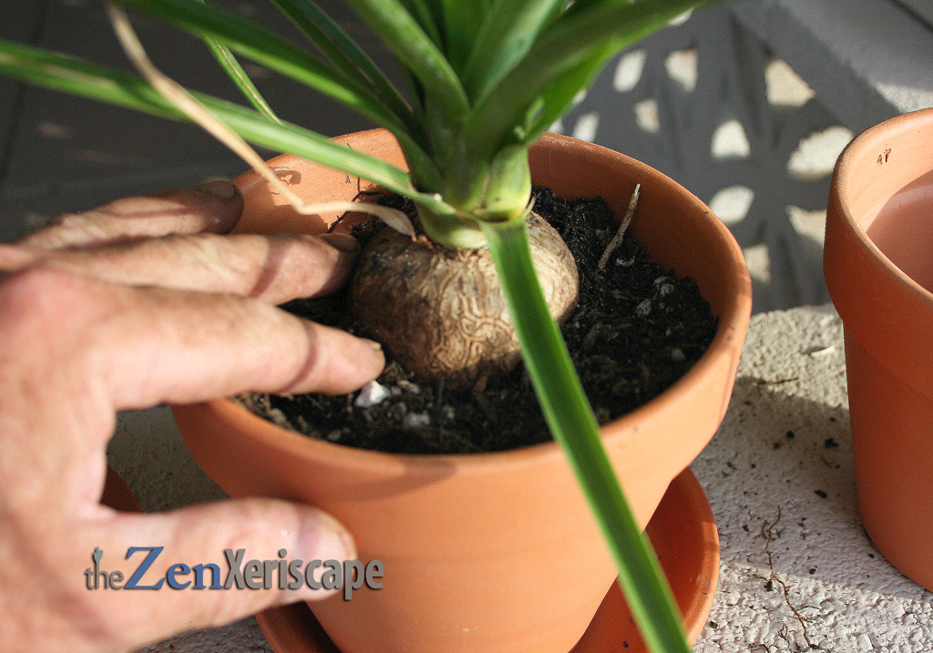 ponytail-palm-pot2 don't plant too deep to prevent rot