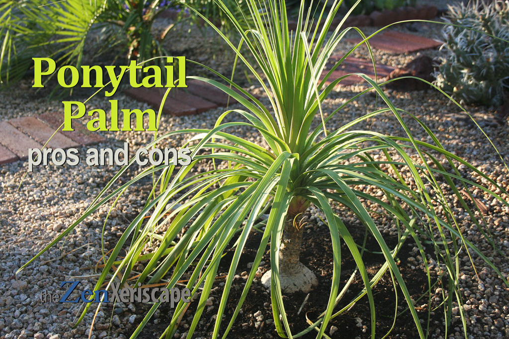 ponytail palm pros and cons