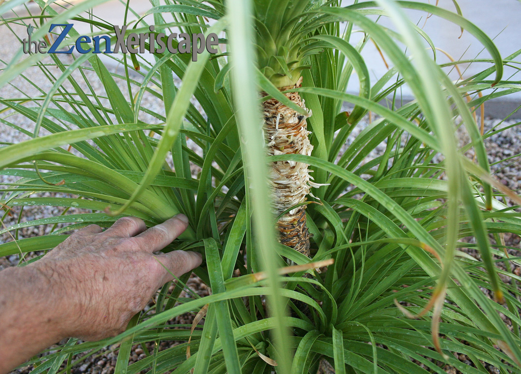ponytail-palm-prune-branch prune leaves and side branches