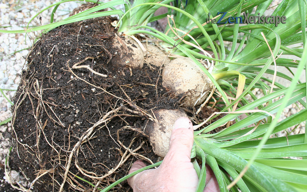 ponytail-palm-pups ponytail palm pups
