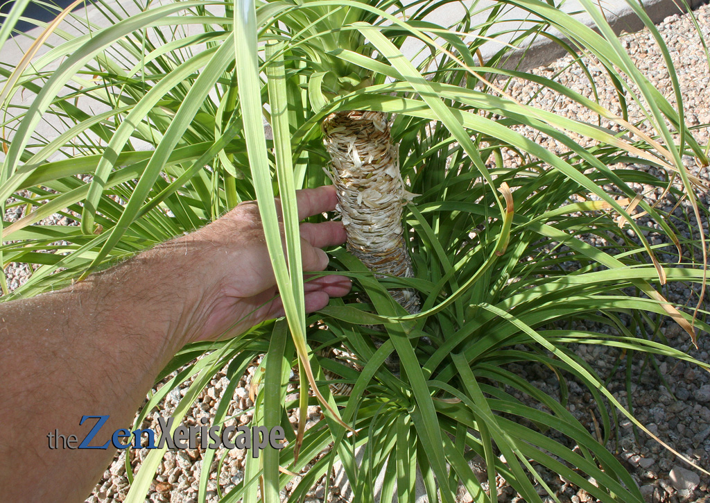 plant grows slowly