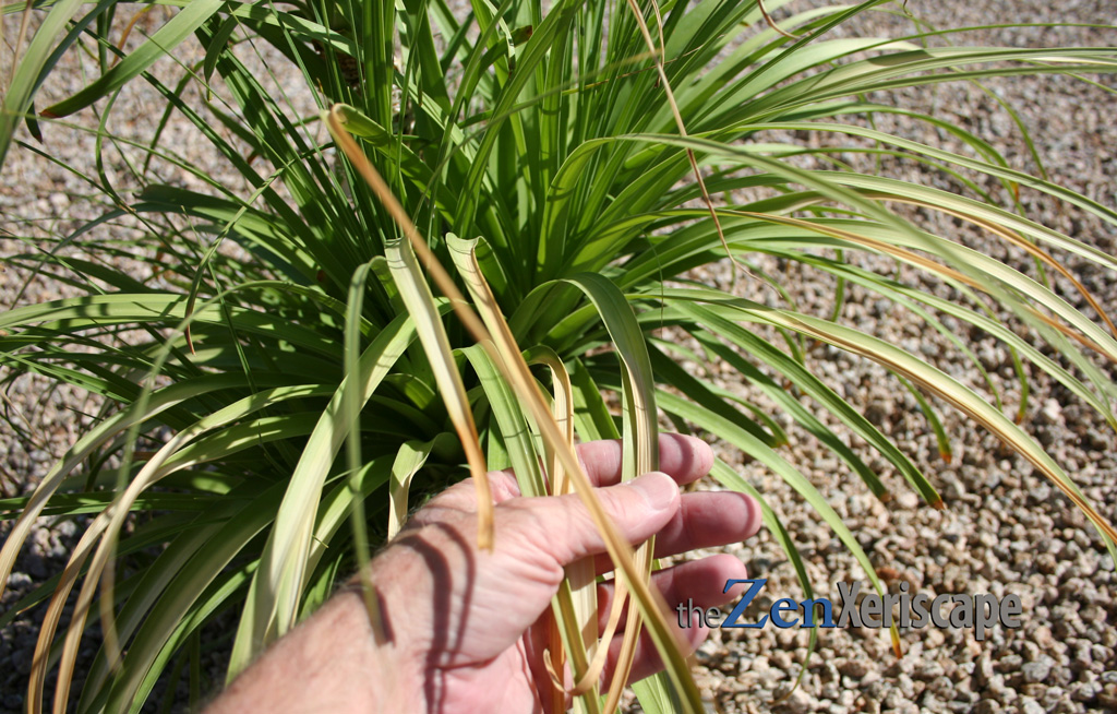 leaves can get brown from hot sun