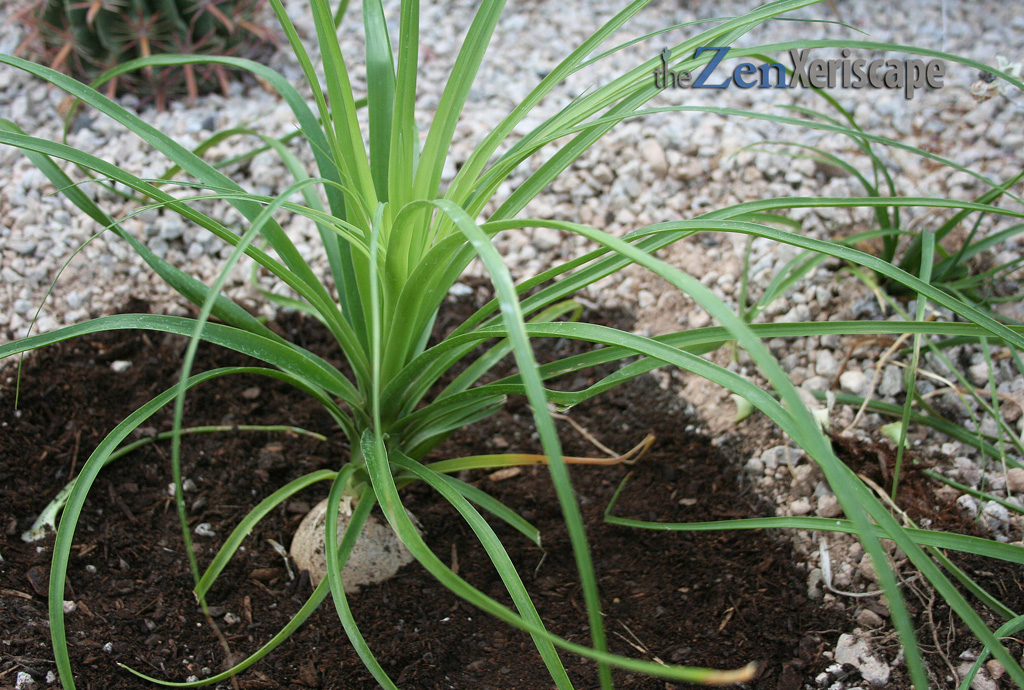ponytail-well-draining-soil use soil that drains well