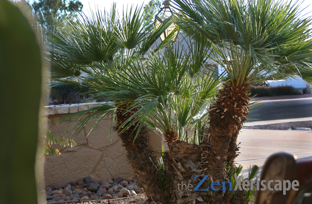 Mediterranean fan palm is beautiful