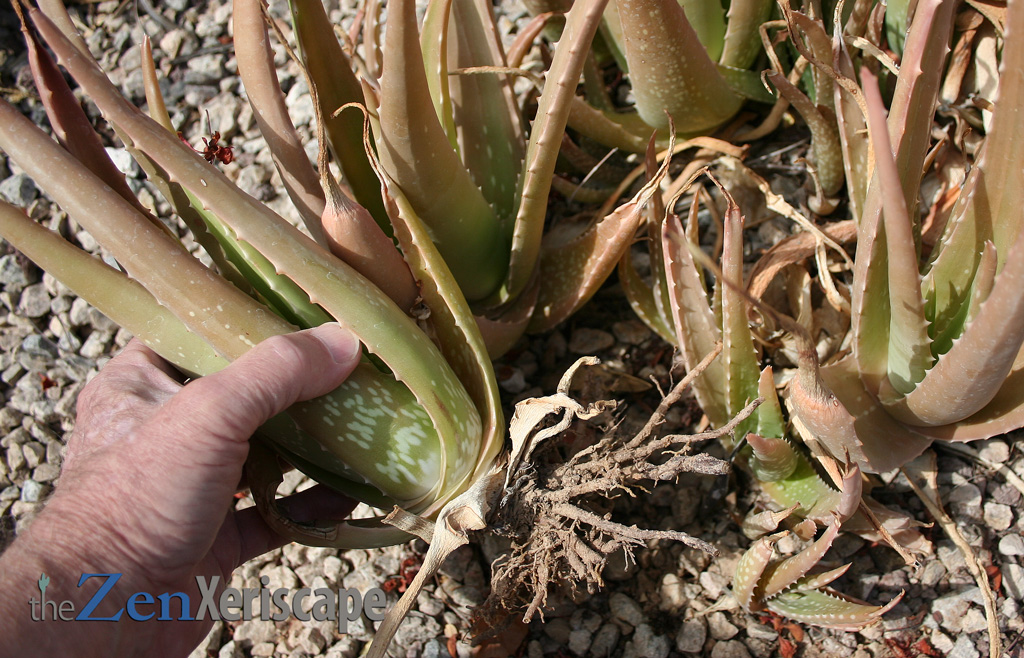 The pups from existing plants to propagate