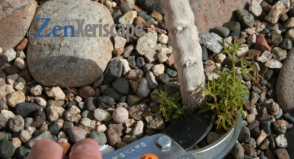 Prune new shoots around the base