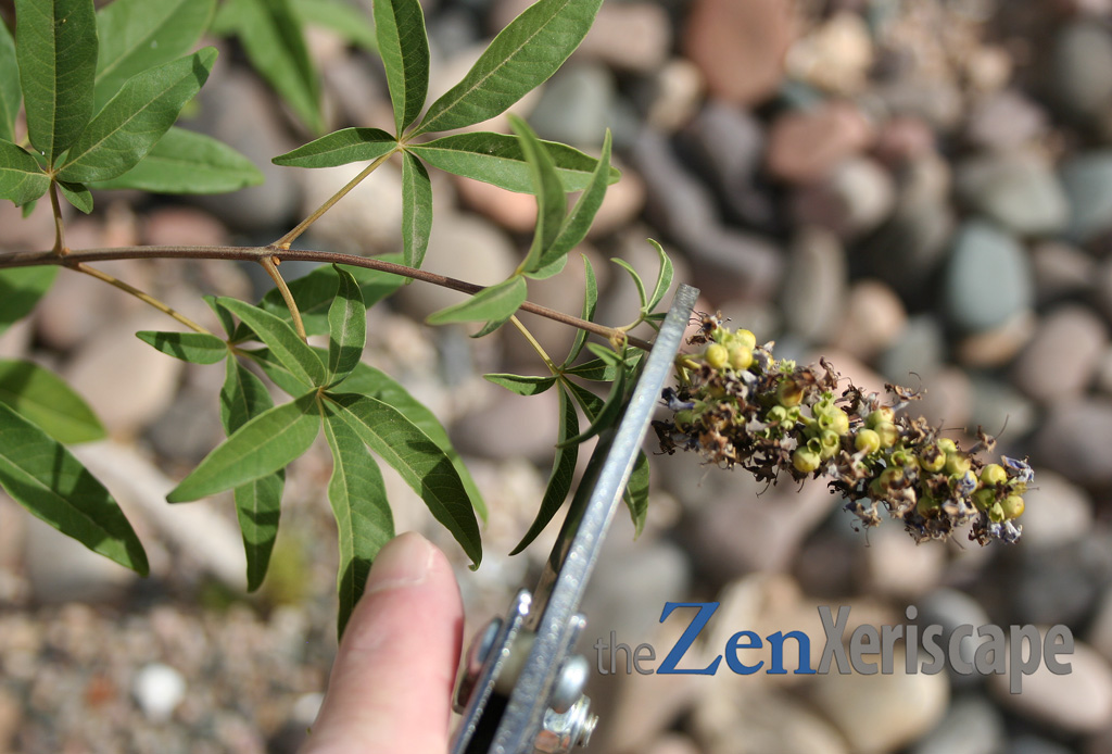 prune chaste tree to stimulate more growth